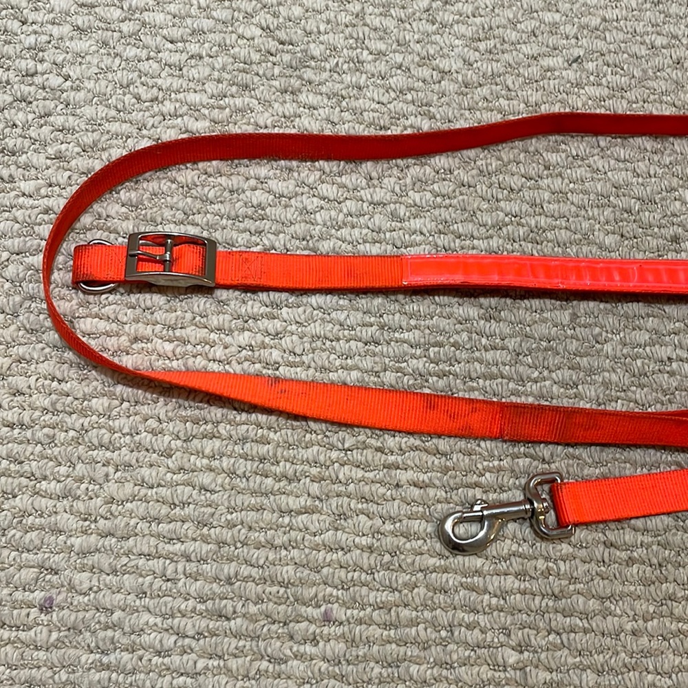 Neon Orange Hunting Dog Collar and Leash